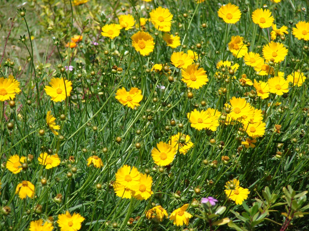 lanceleaf_coreopsis